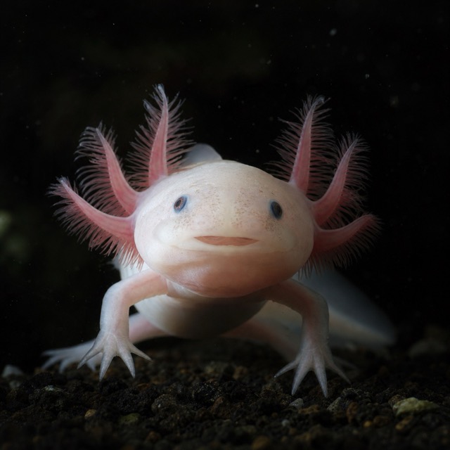 Axolotl