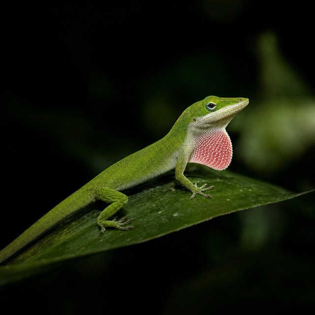 Anolis vert