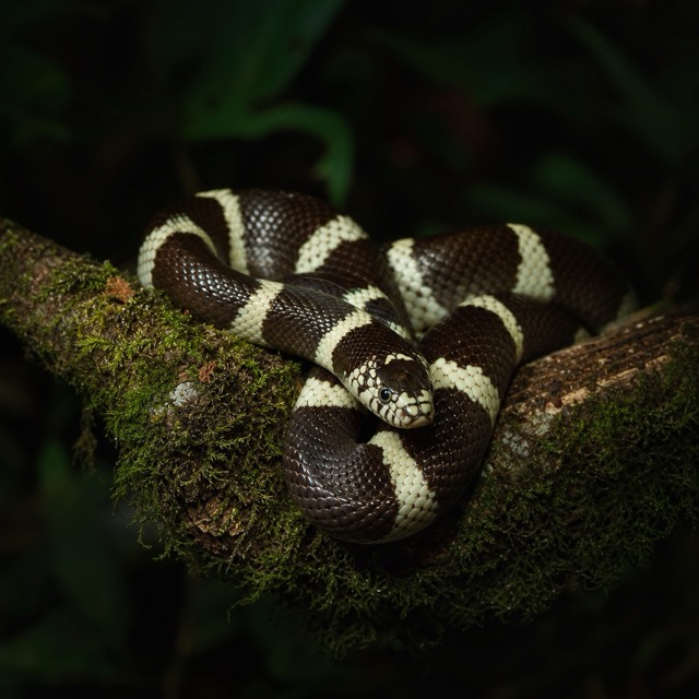 Serpent roi de Californie