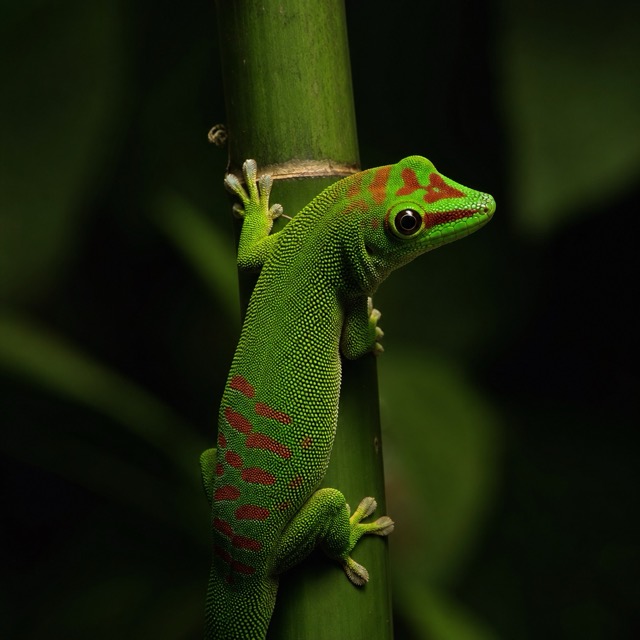Gecko diurne géant de Madagascar